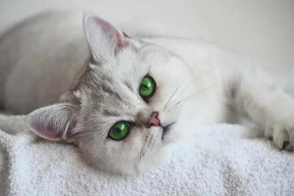 Gato Blanco Con Ojos Verdes Yace Sobre Fondo Blanco Chinchilla —  Fotos de Stock