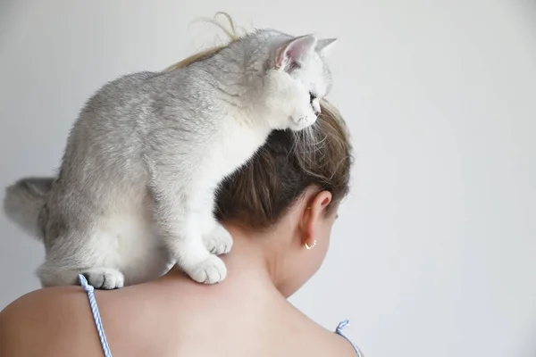 白い背景に白い猫が女の子の肩に腰を下ろしている イギリスの銀製チンチラ — ストック写真
