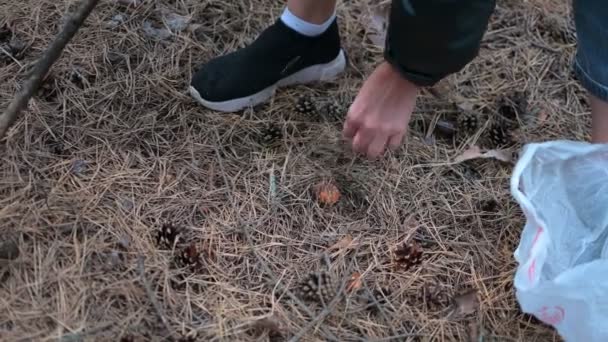 Les Mains Des Femmes Cueillent Champignon Dans Une Forêt Dense — Video