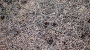 Yoğun bir akşam ormanında kadınların elleri mantar topluyor.