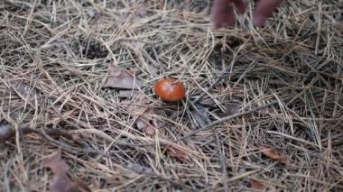 Yoğun bir akşam ormanında kadınların elleri mantar topluyor.