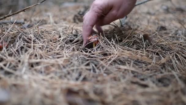 Women Hands Pluck Mushroom Dense Evening Forest — Stock Video