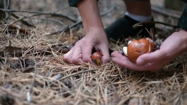 Frauenhände Pflücken Dichten Abendwald Einen Pilz — Stockvideo