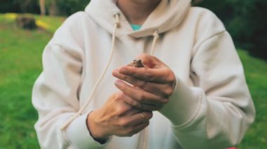 İnsan ellerinde bir ağaç kurbağası, kadın elleri amfibik bir hayvanı tutuyor, bir kurbağa kameraya bakıyor, seçici bir odaklanma.