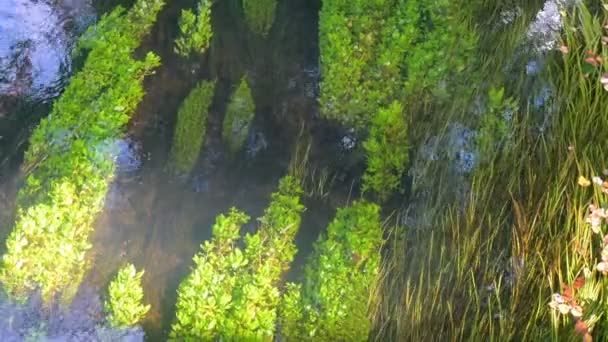 Algas Pedras Fundo Rio Claro Claro Corrente Forte Ondulações Sobre — Vídeo de Stock