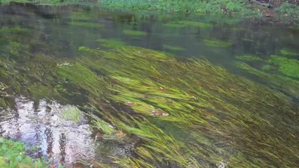 Algas Piedras Fondo Río Claro Claro Corriente Fuerte Ondulaciones Sobre — Vídeo de stock