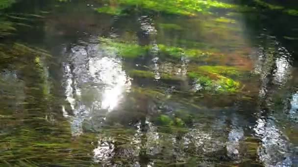 Algae Stones Bottom Clear Clear River Strong Current Ripples Water — Stock Video