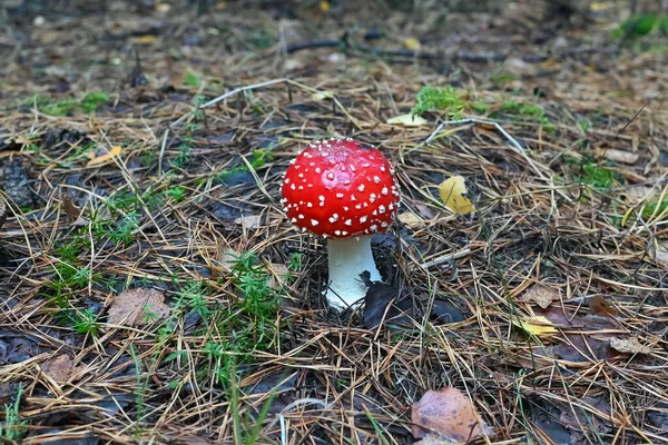 Amanita Muscaria Cogumelo Venenoso Redor Mundo Mosca Agárica Close Foco — Fotografia de Stock