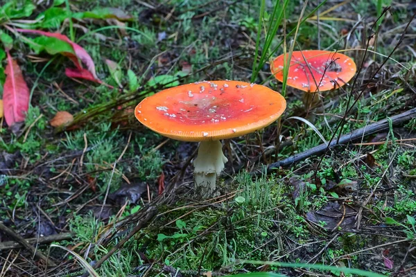 Amanita Muscaria Cogumelo Venenoso Redor Mundo Mosca Agárica Close Foco — Fotografia de Stock