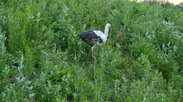 Stork går på gräs — Stockvideo