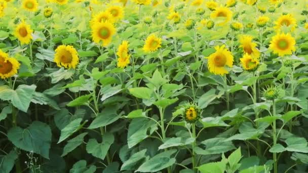 Veld met zonnebloemen — Stockvideo