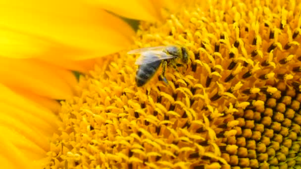 Μέλισσα σε ηλιέλαιο κοντινό πλάνο — Αρχείο Βίντεο