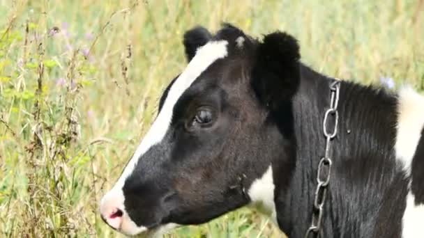 Vaca en el prado — Vídeos de Stock