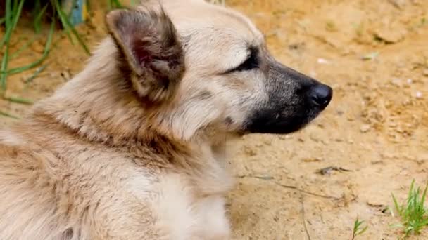 Pervertido perro callejero mirando a la cámara — Vídeo de stock