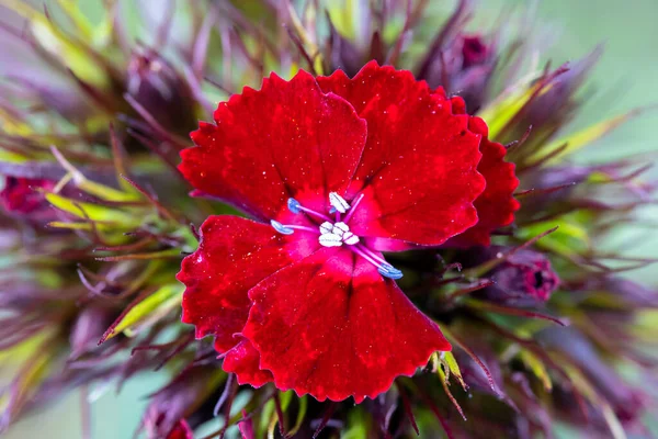 Delicadas flores de clavel rojo de cerca. —  Fotos de Stock