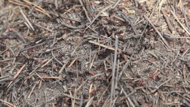 Mieren in een mierenhoop in het hout. Close-up — Stockvideo