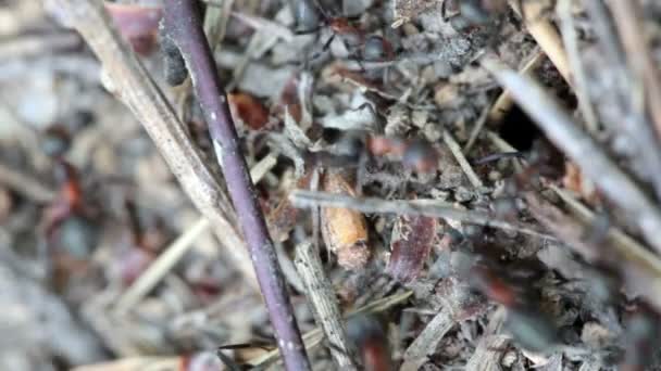 Hormigas en un hormiguero del bosque. Primer plano — Vídeo de stock