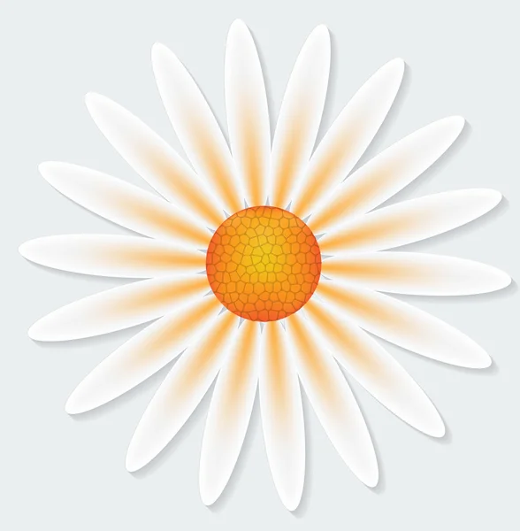 Fleur de camomille sur fond gris — Image vectorielle