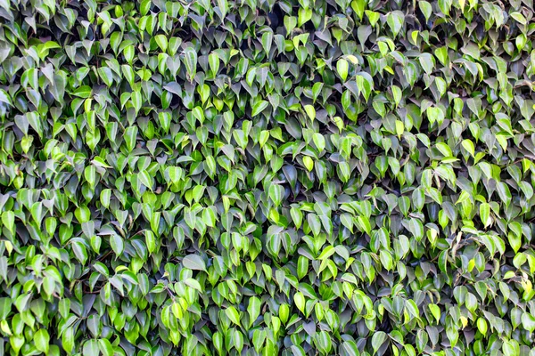 Vzorek zelených listů Ficus — Stock fotografie