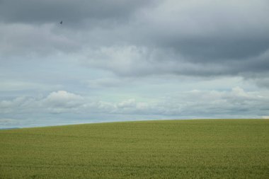 Bulutlu yeşil buğday tarlası