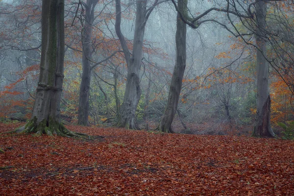 Очищення в туманному лісі восени Стокова Картинка