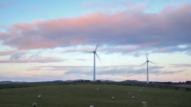 羊の放牧場で発電する発電所の風力タービン — ストック動画
