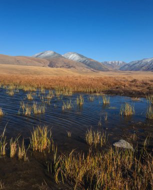 Açık mavi gökyüzünün altında Altai Dağları 'nın küçük bir göl ve karla kaplı tepeleri manzarası. Sonbahar sazlıkları ve dağ yansımaları huzurlu bir doğal manzara yaratır..