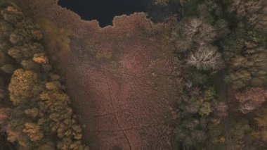 Yoğun, kahverengi sonbahar sazlıkları ve karışık ormanlarla çevrili küçük, karanlık bir göl veya bataklığın yukarıdan aşağıya insansız hava aracı görüntüsü. Sabah Black Moss Doğa Parkı 'nda Curling Pond, Batı Lothian, İskoçya. 