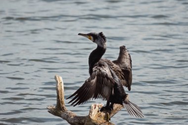 Karabatak suyun üzerindeki bir dalda oturuyor ve kanatlarını kurutuyor. Doğal gün ışığında hafif dalgalanmalarla sakin göl sahnesi. Vahşi yaşam fotoğrafçılığı bu su kuşunun güzelliğini ve davranışını yansıtıyor.
