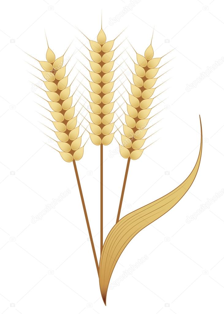 Gold Wheat