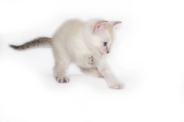 British Thai Kätzchen Auf Weißem Hintergrund Verspielt — Stockfoto