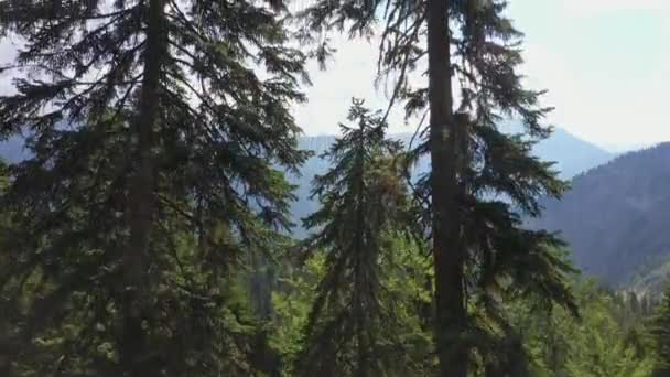 La cámara se levanta por encima de los pinos. Bosque, copas de árboles, laderas y cimas de montañas — Vídeos de Stock