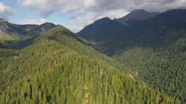 Mountain range covered with coniferous forest from above
