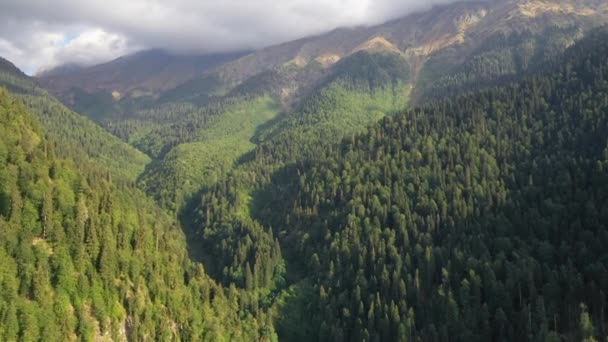 Dense forest on the mountain slopes, camera flies over the treetops — Stock Video