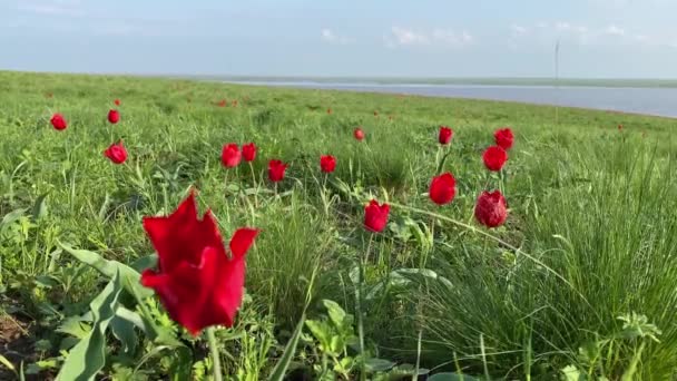 Divoké tulipány, pole kvetoucích tulipánů, krásná krajina — Stock video