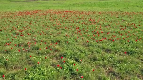 Tulipanes rojos salvajes, campo de tulipanes florecientes desde arriba — Vídeo de stock