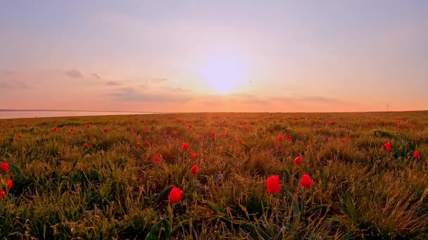 Tulipanes rojos salvajes, campo de tulipanes florecientes al atardecer, timelapse — Vídeo de stock