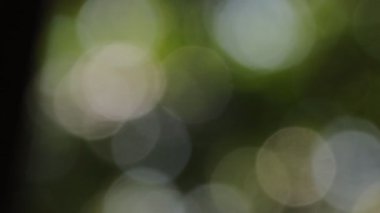 Soyut yeşil arkaplan dokusu yumuşak odak