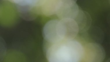 Soyut yeşil arkaplan dokusu yumuşak odak