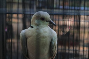 Parmaklıklar Arkasındaki Kahverengi Güvercinin Yakın Çekim Portresi