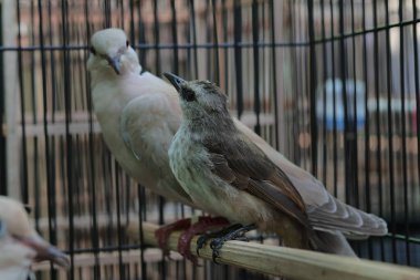 İki zıt esir kuş tel bir kafesin içinde yan yana oturuyor.