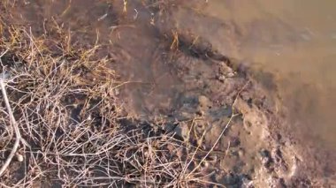 Çamur ve Kuru Dallarla Su Kenarının Görüntüsünü Kapat