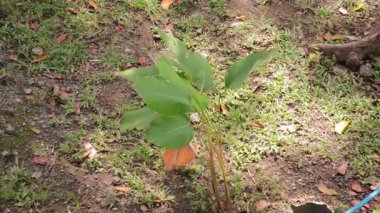Gölgeli toprakta yetişen yemyeşil tropikal bitki