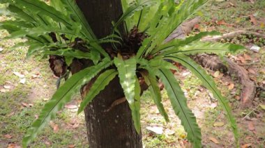 Canlı Yeşil Kuşlar Yuvası Ağaç Gövdesi 'nde Doğal Büyüyen Eğreltiotu