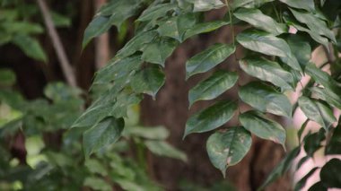 Doğadaki tropik bir ağaç dalındaki yeşil yaprakların yakın görüntüsü