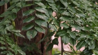 Doğal güneş ışığı arkaplanındaki yemyeşil tropikal yaprakların yakın görüntüsü