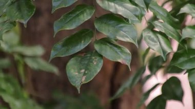 Canlı yeşil tropikal yaprakların detaylı yakın çekim görüntüsü