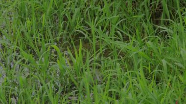 Sel basmış çeltik tarlasında yoğun bir şekilde büyüyen yeşil çimenler..
