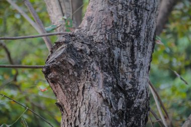 Tropikal orman ortamında sert, koyu ağaç kabuğu dokusunun yakın görüntüsü