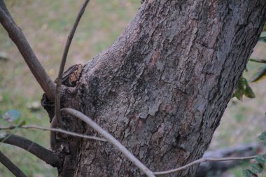 Doğal orman ortamındaki engebeli ağaç gövdesi kabuğu dokusunun detaylı bir görüntüsü..